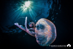 Jellyfish by Marco Gargiulo 